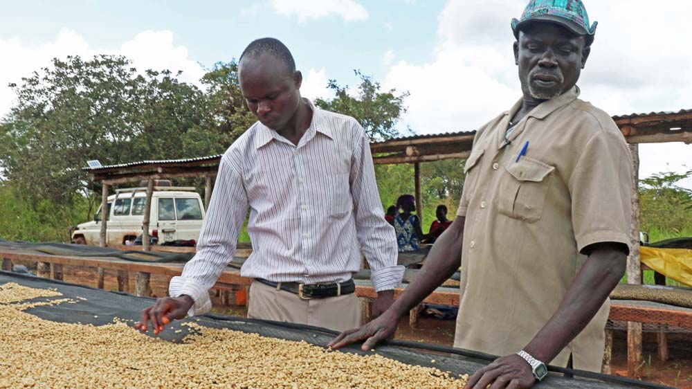 Sebastian Hakim Daniel (right), head of the coffee cooperative, examines the harvest together with a harvest assistance from NGO Technoserve [Simona Foltyn/Al Jazeera]