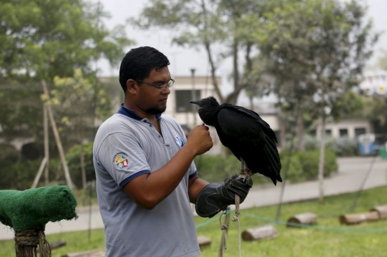 Trainer Victor Valdivia trains a vulture for the "Vultures Detect" programme at Huachipa Zoo in Lima