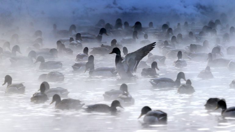 Steaming duck, Belarus, Minsk