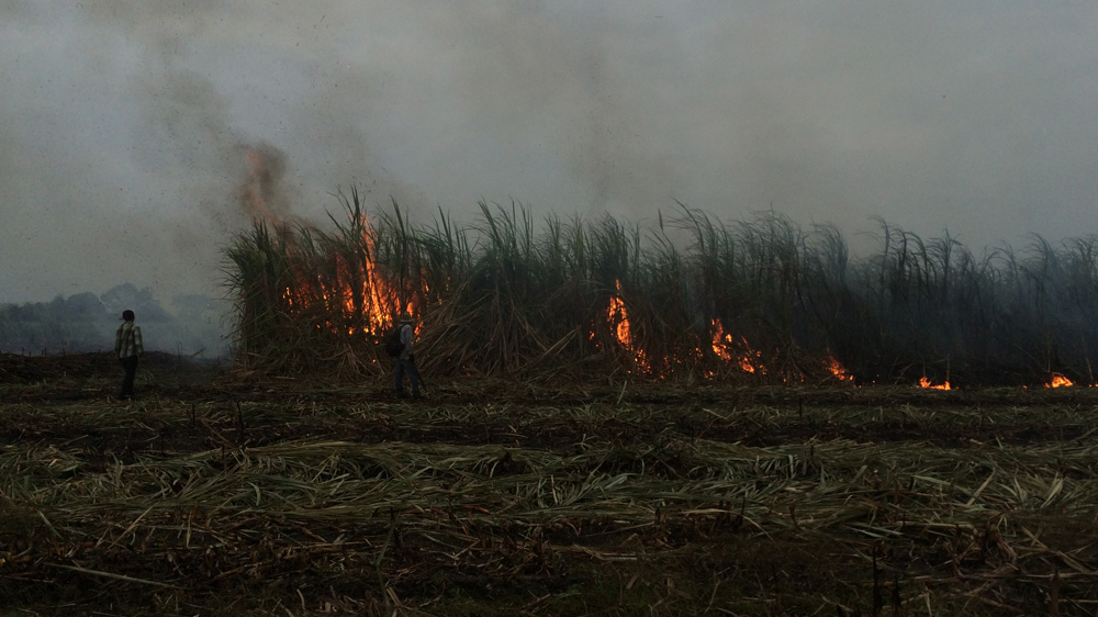 Burning is intended to make it easier to cut the sugar cane, but environmentalists say it pollutes the air and causes health hazards [Natasha Pizzey/Al Jazeera]