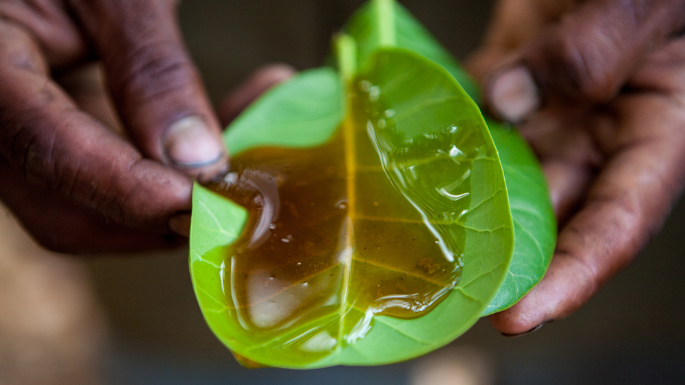Every year the couple harvests wild forest honey as a treat during Ugadi, the regional new year celebration [Vivek Muthuramalingam/Al Jazeera]