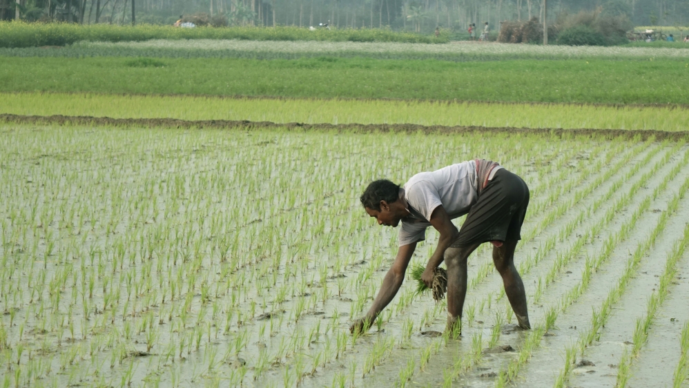 Rice is planted in a groundwater-irrigated field around Gaighata village. Rice grown in the arsenic belt is usually highly contaminated with arsenic, scientists have found [Shaikh Azizur Rahman/Al Jazeera]