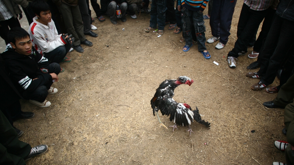 Many Vietnamese gamble on cock fights, a popular sport in the rural areas of the country [Na Son Nguyen/Al Jazeera]