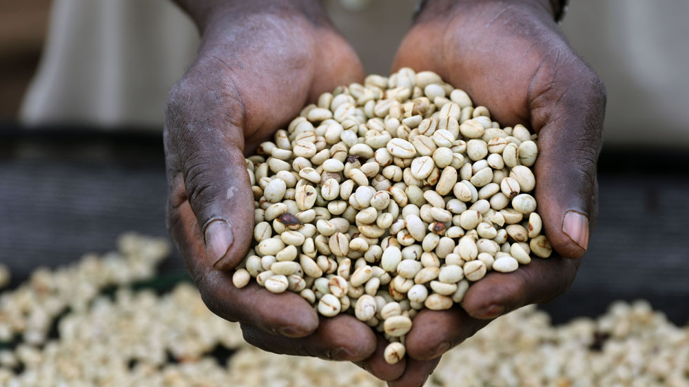 Coffee is the first non-oil export from South Sudan. Nespresso has promoted the crop as a means of diversifying the heavily oil-dependent economy [Simona Foltyn/Al Jazeera]