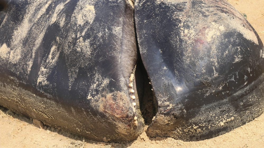 One among the dozens of whales washed ashore at the beach in the south Indian state of Tamil Nadu [Senthil Arumugam/AP Photo] 