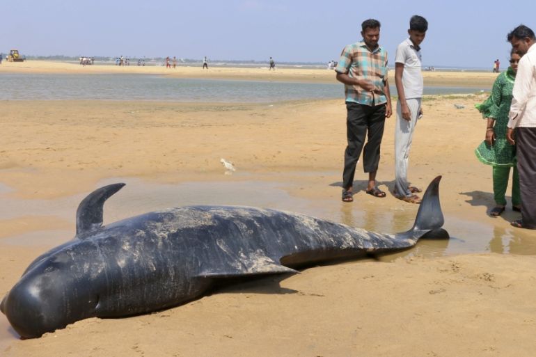 Tamil Nadu Whales
