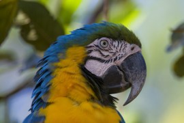 Saving Peru''s Macaws - TechKnow