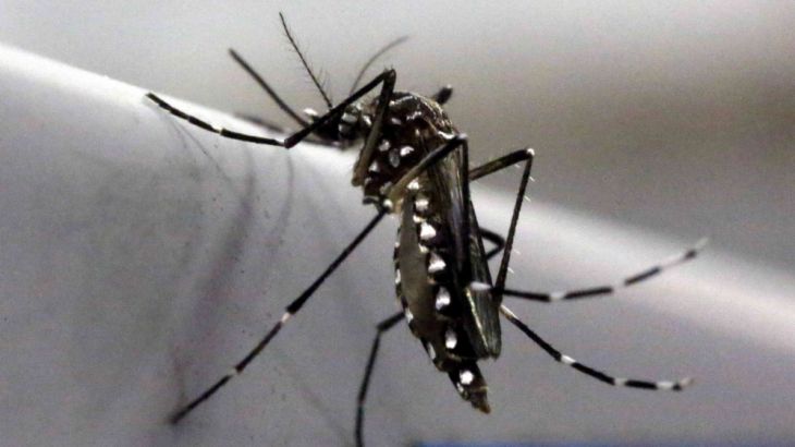 An aedes aegypti mosquito is seen inside Oxitec laboratory in Campinas, Brazil