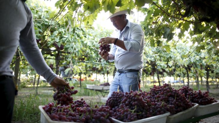 A farm worker picks table grapes in Maricopa