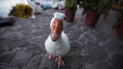 The village goose has become a mascot of sorts [Kelly Lynn Lunde/Al Jazeera]