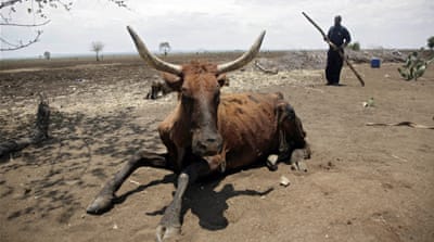 A cattle farmer trying to help his cow stand after it lost all its energy due to the drought in Zimbabwe, in January 2015. [EPA]