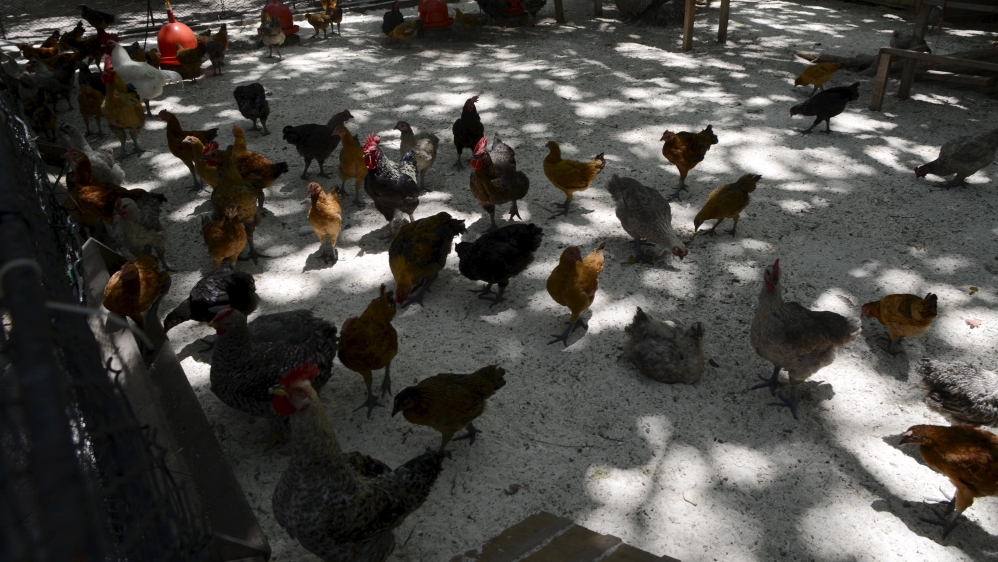 Chickens are seen at a small farm on Taiping in the South China Sea [Fabian Hamacher/Reuters]