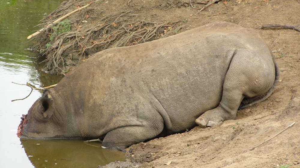 NGOs say the numbers of rhinos poached may soon exceed the numbers being born [WWF/TRAFFIC]