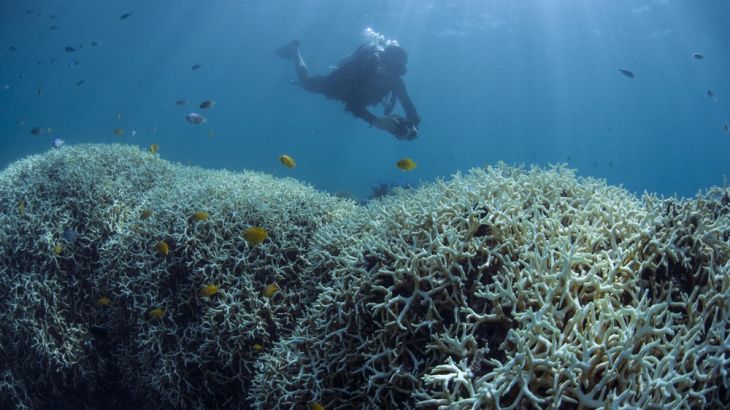Great Barrier Reef bleaching (via XL Catlin Seaview Survey )