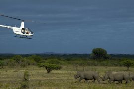 [Bevery Joubert, Rhinos without Borders/Al Jazeera]