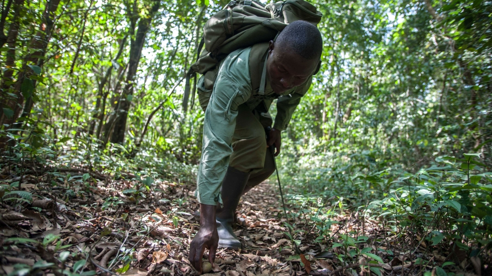 
A ranger searches for signs of poachers in the undergrowth [ Aurelie Marrier d'Unienville/ Al Jazeera]
