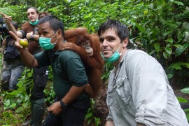 101 East - Orangutan whisperer blog