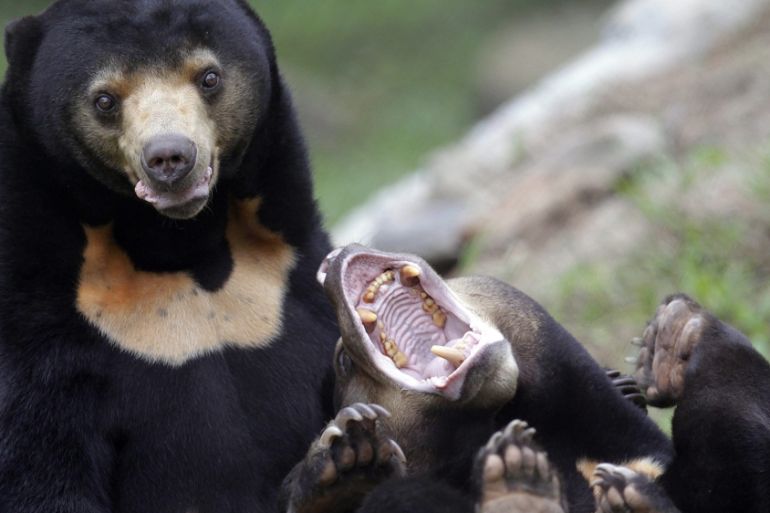 New semi-natural encloses for bears in Vietnam Bear Rescue Centre
