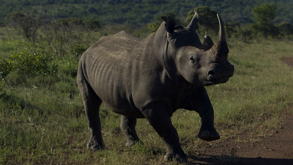 'The future of the rhino is at a tipping point,' says Rhinos without Borders [Bevery Joubert, Rhinos without Borders/Al Jazeera]