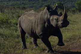 [Bevery Joubert, Rhinos without Borders/Al Jazeera]