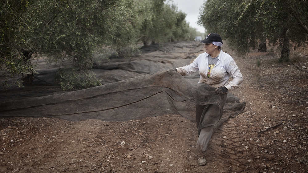 A cooperative worker harvests olives [Hagar Jobse/Al Jazeera] 