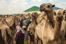 Camels Somalia [Ahmed Farah/Al Jazeera]