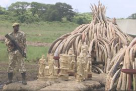 Kenya poaching