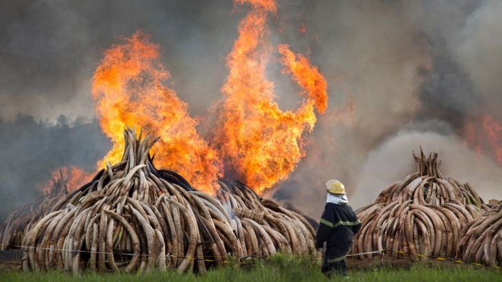 A fireman walks past as pyres of ivory are set on fire in Nairobi National Park, Kenya Saturday, April 30, 2016. Kenya''s president Saturday set fire to 105 tons of elephant ivory and more than 1 ton o