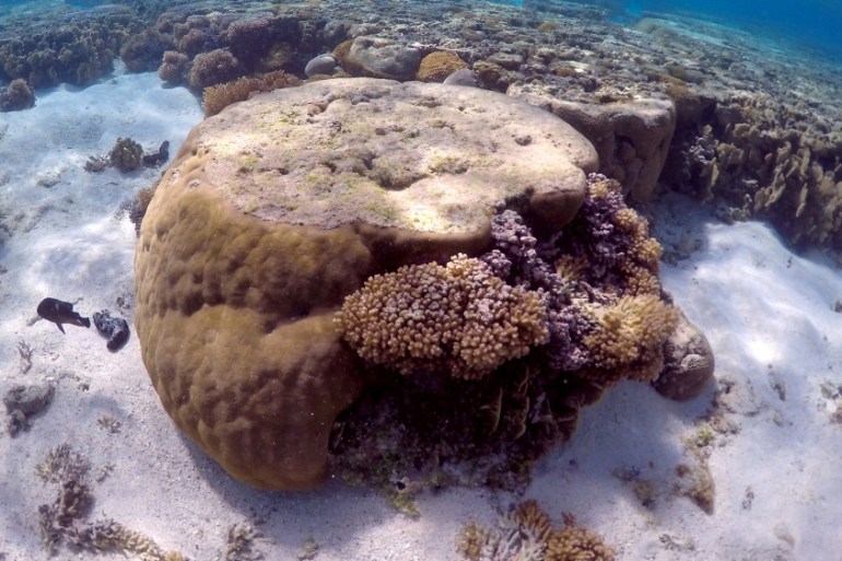 A large piece of coral can be seen in the lagoon on Lady Elliot Island, northeast from Bundaberg town in Queensland