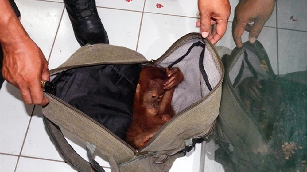 An orangutan seized from a carry-on bag at an airport [Courtesy: Wildlife Conservation Society]