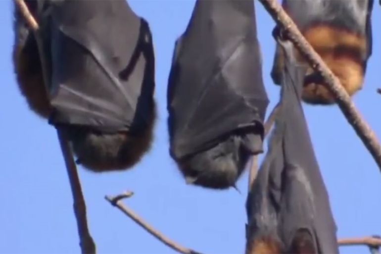 Bats in Australia