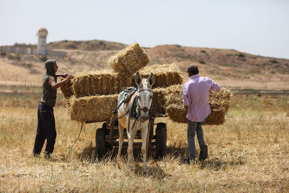 Gaza farmers working on borders with Israel/ Please Do Not Use