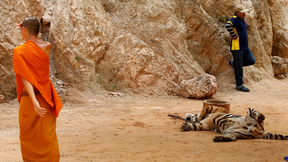 Forty out of 137 tigers have already been tranquilised and removed from the temple [Chaiwat Subprasom/Reuters]