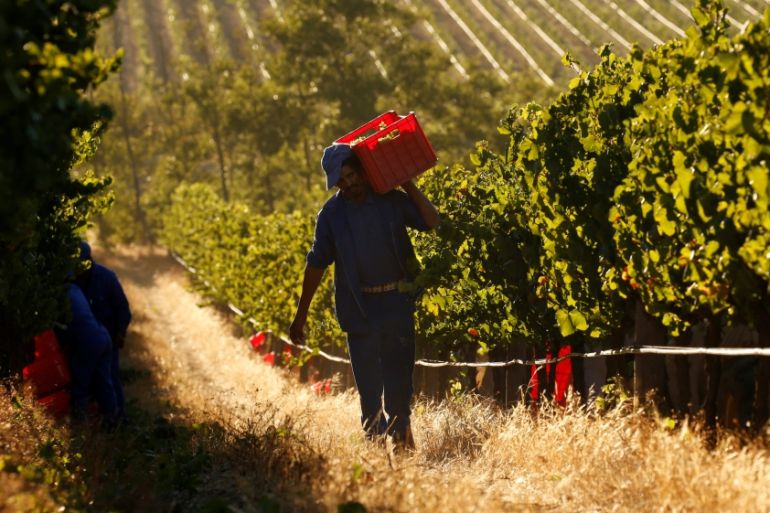 Workers harvest grapes at the La Motte wine farm in Franschoek near Cape Town