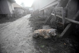 An apparently injured dog covered in volcanic ash crouches down in an empty village after it was abandoned following the eruption of Mt. Sinabung in Gamber village, North Sumatra,