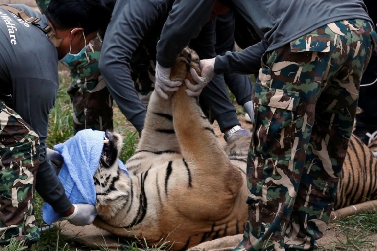 A sedated tiger is stretchered as officials start moving tigers from Thailand''s controversial Tiger Temple in Kanchanaburi province