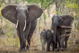 Malawi elephant relocation