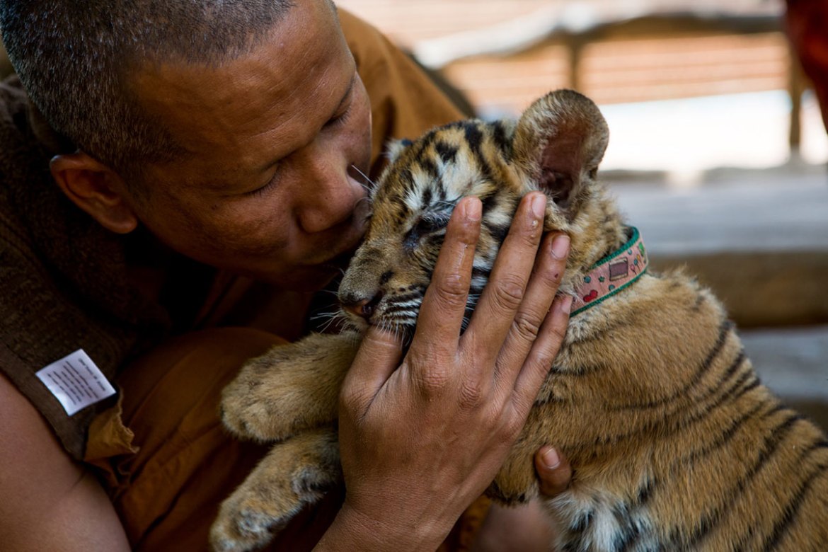 The End for Thailand''s Infamous Tiger Temple/ Please Do Not Use