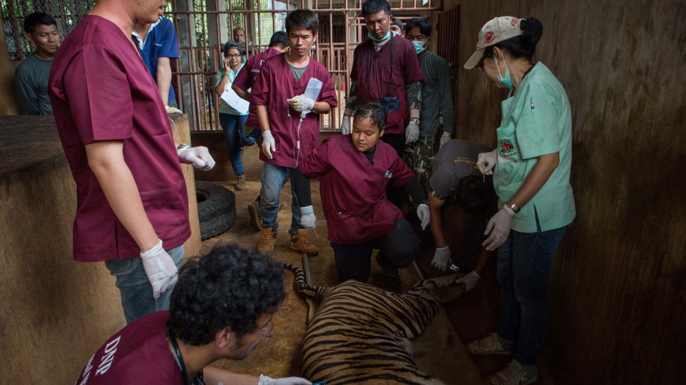 NGOs have for years expressed concern over activities of the temple's management. Wildlife officers checked the tigers' wellbeing before moving them out [Amanda Mustard/Al Jazeera]