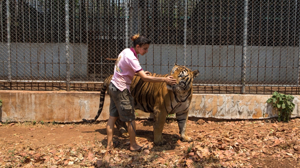 Authorities are 'discussing the possibility of creating a new sanctuary', said Adisorn. Tanya has long been a caretaker for the tigers and worries they'll be neglected [Amanda Mustard/Al Jazeera]
