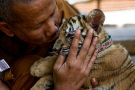 The End for Thailand''s Infamous Tiger Temple [Amanda Mustard/Al Jazeera]