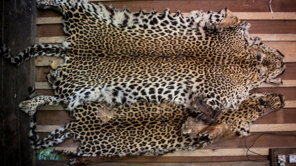  Than Lwin is the most successful hunter in his village with five leopard kills to his name [Katie Arnold/Al Jazeera]