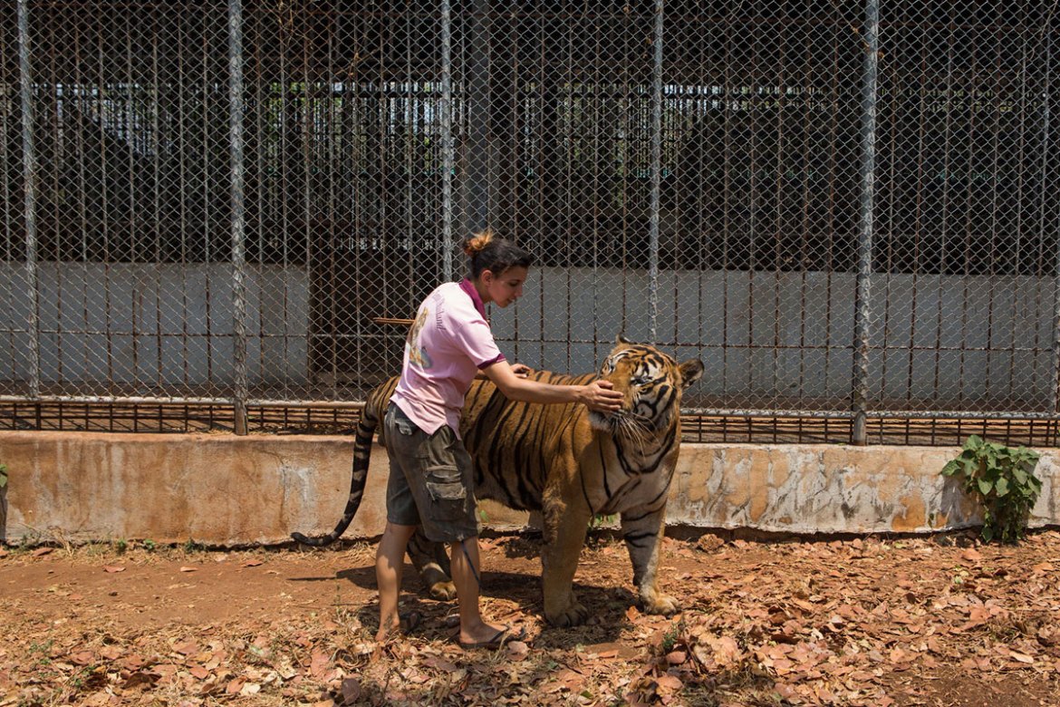 The End for Thailand''s Infamous Tiger Temple/ Please Do Not Use