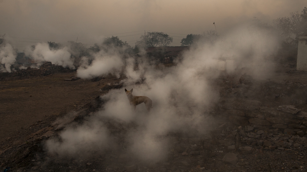 A dog looks out as noxious fumes emanate from fissures in the ground in the village of Jina Gora near Jharia, India [Daniel Berehulak /Getty Images]