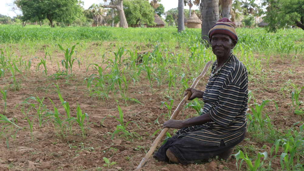 Farmer Abak Achuil tends to her fields near Aweil. All of last year's crop withered away owing to erratic rains [Simona Foltyn/Al Jazeera] 