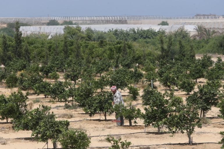 Palestinian farmer works in a field at the former Jewish settlement of Neve Dekalim, in Khan Younis in the southern Gaza Strip