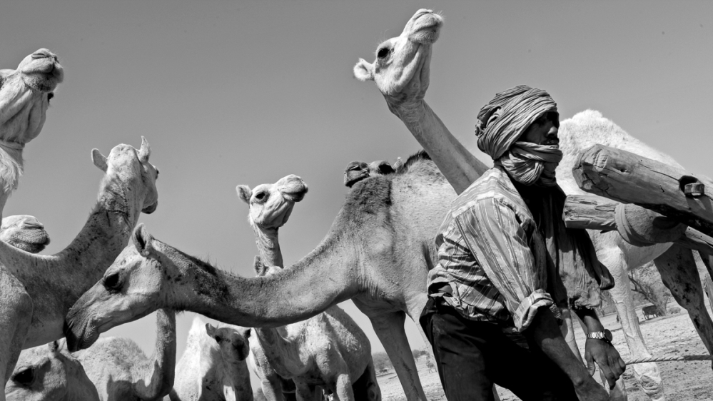 
The Tuaregs in Inekar West provide their cattle with water. The cows are their livelihood [Marielle van Uitert/Al Jazeera]
