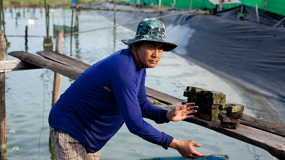 A worker at a shrimp farm in Surat Thani. The expansion of farms has come at the cost of thousands of hectares of mangroves [Antolin Avezuela Aristu/Al Jazeera]