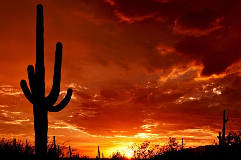 The iconic Saguaro cactus under Arizona''s monsoon skies