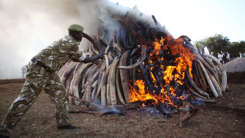A pile of some 15 tonnes of ivory burnt in Kenya as part of the 2015 World Wildlife Day celebrations [EPA]